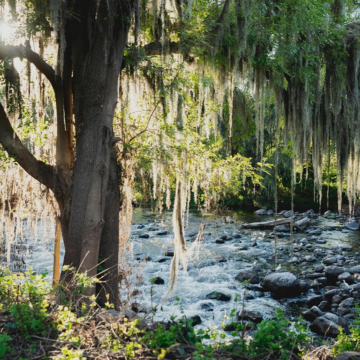 Una reserva natural a orillas del Río Tula en Hidalgo