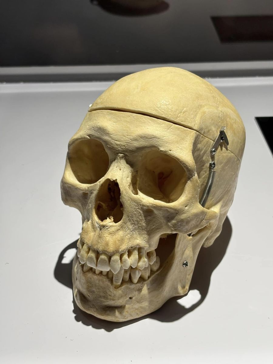 Una exposición conformada por cuerpos humanos reales