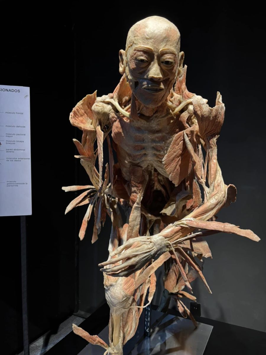 Exposición Our Body en la CDMX