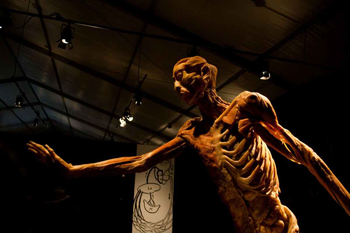 Exposición Our Body en la CDMX