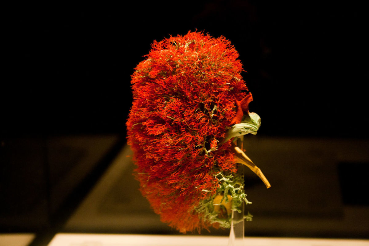 Corazón expuesto en Our Body: El universo dentro