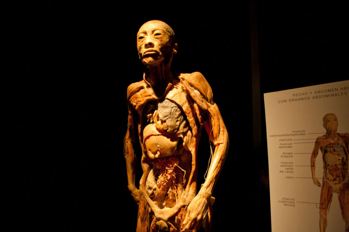 Un viaje completo sobre el funcionamiento del cuerpo humano
