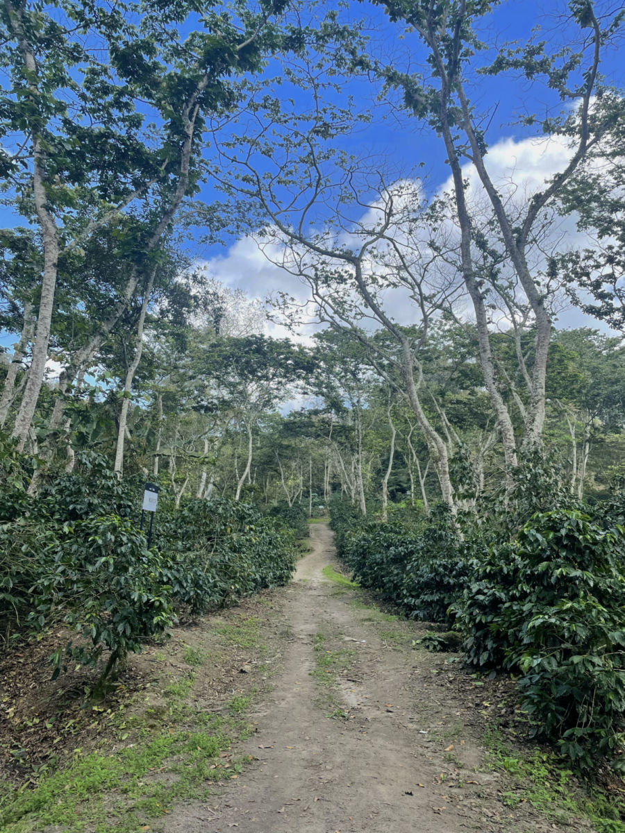 Finca Fátima en Coatepec