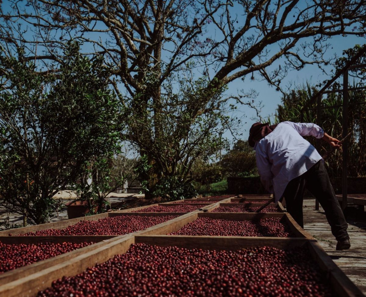 Proceso cafetaleros en Finca Fátima