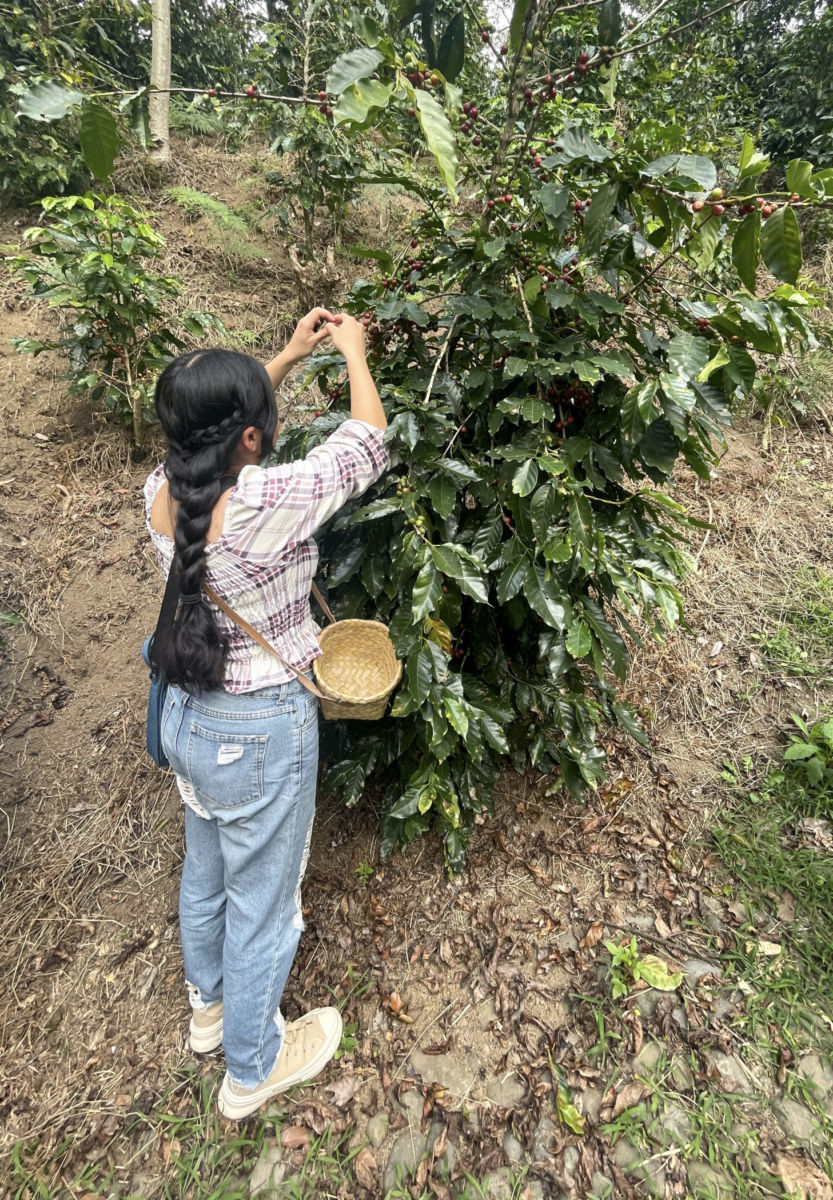 Recolectando café en Finca Fátima