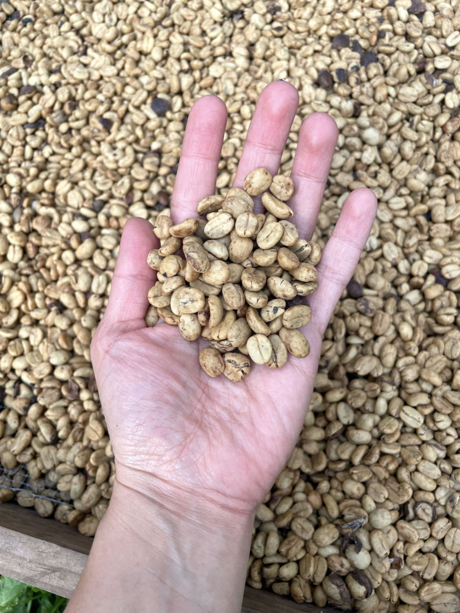 Conoce los distintos procesos cafetaleros 