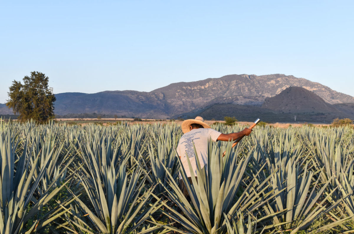 cultivos de maguey