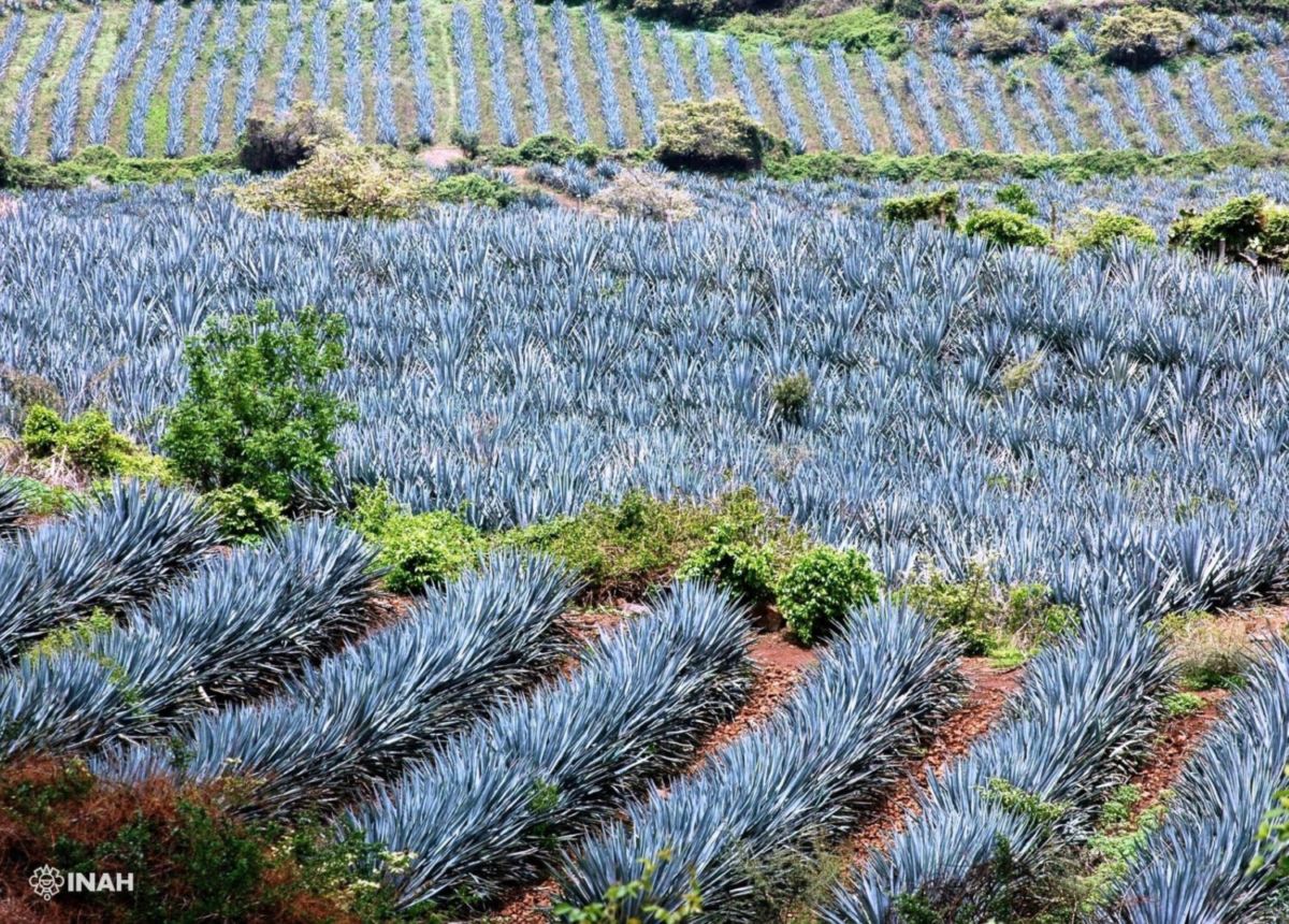 Los cultivos de agave azul en Tequila son Patrimonio de la Humanidad