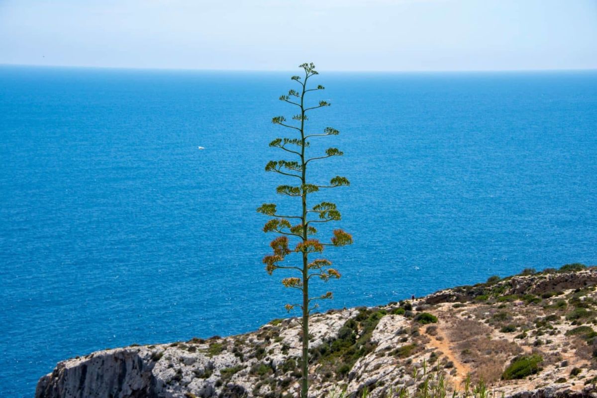 Pulque, mixiotes y hasta barbacoa: Descubre el ‘regalo de los dioses’ al que México le debe buena parte de su gastronomía
