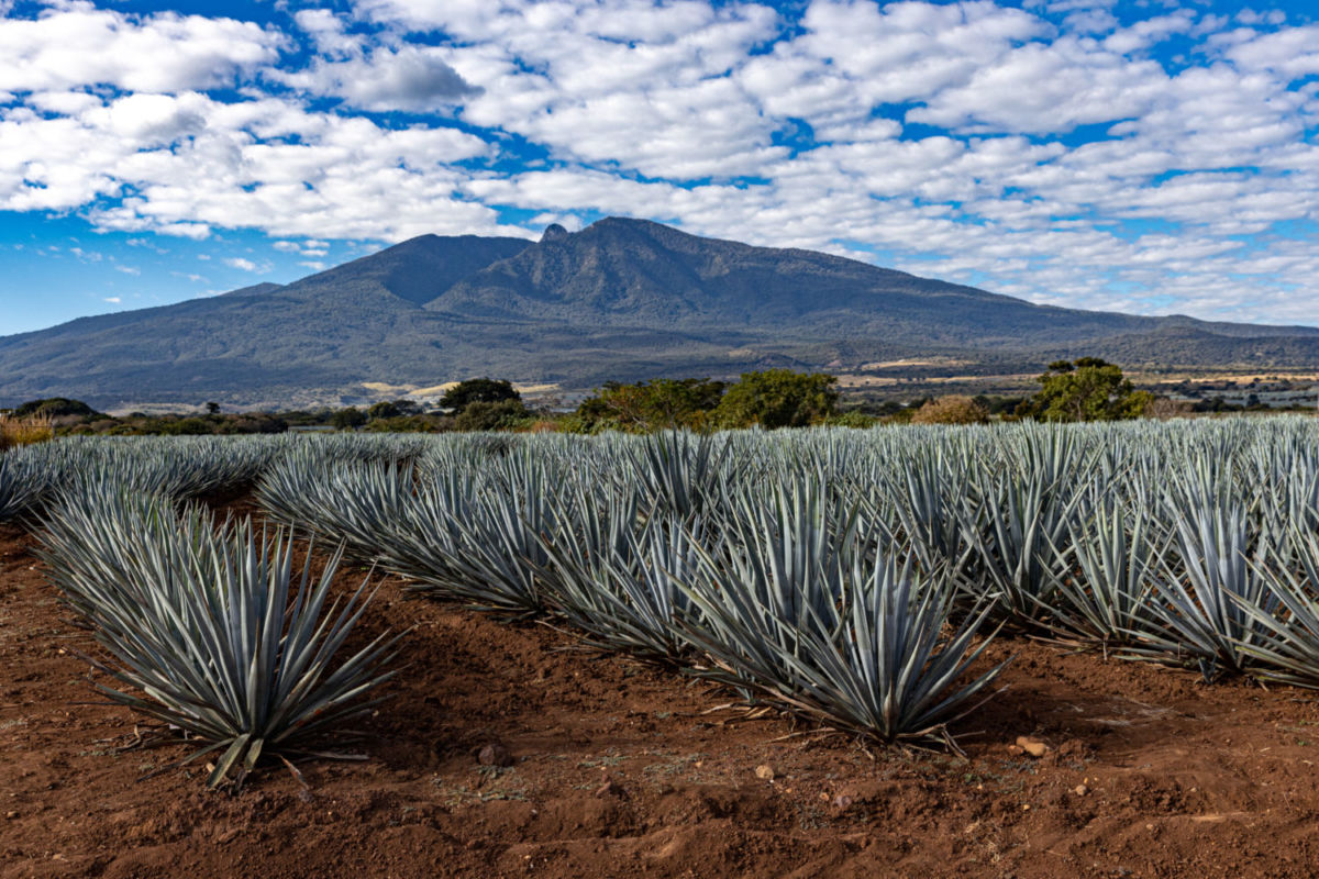 Paisajes llenos de maguey en mexico