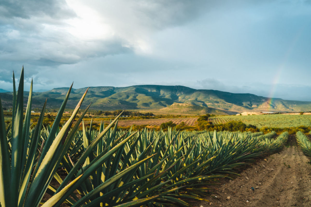 agave y maguey en méxico