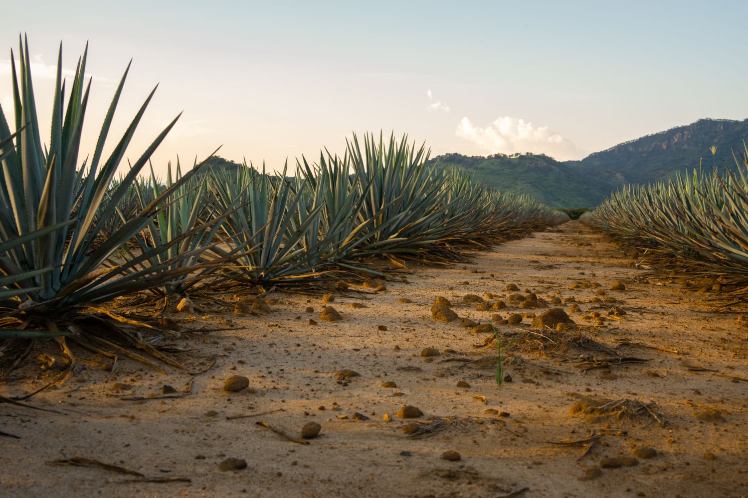 cultivos de agave