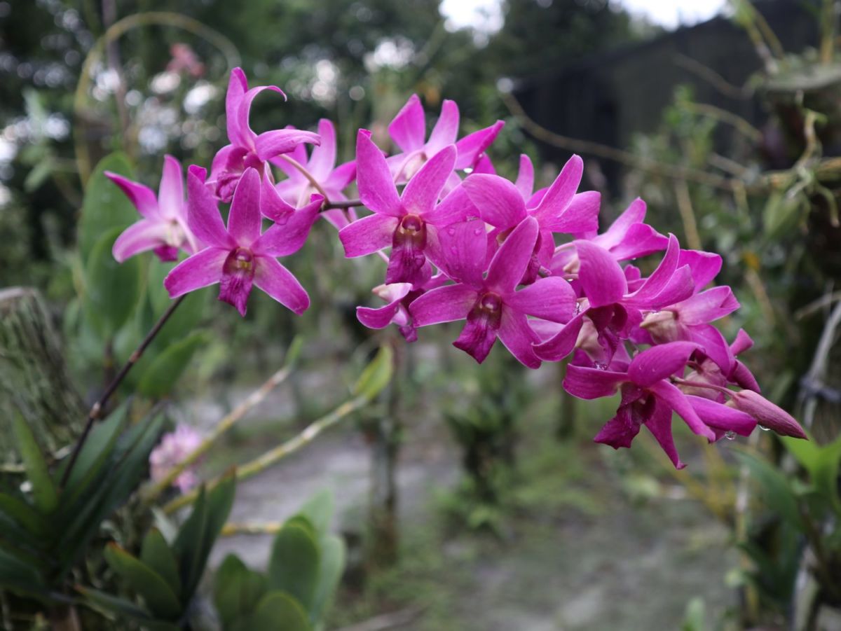 Orquideario en parque de Guadalajara 