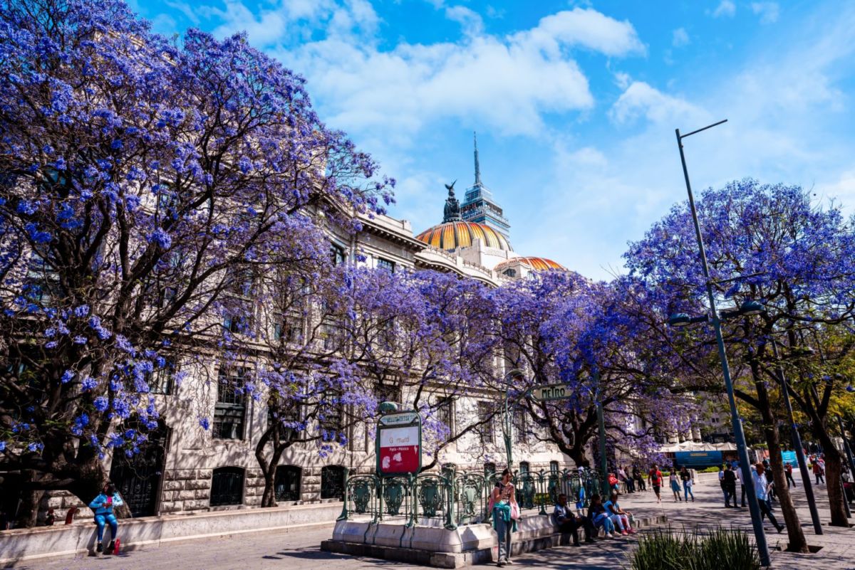 jacarandas en la Alameda central