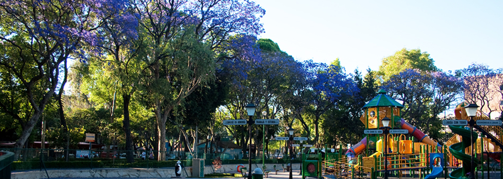 jacarandas en el Parque de los Venados