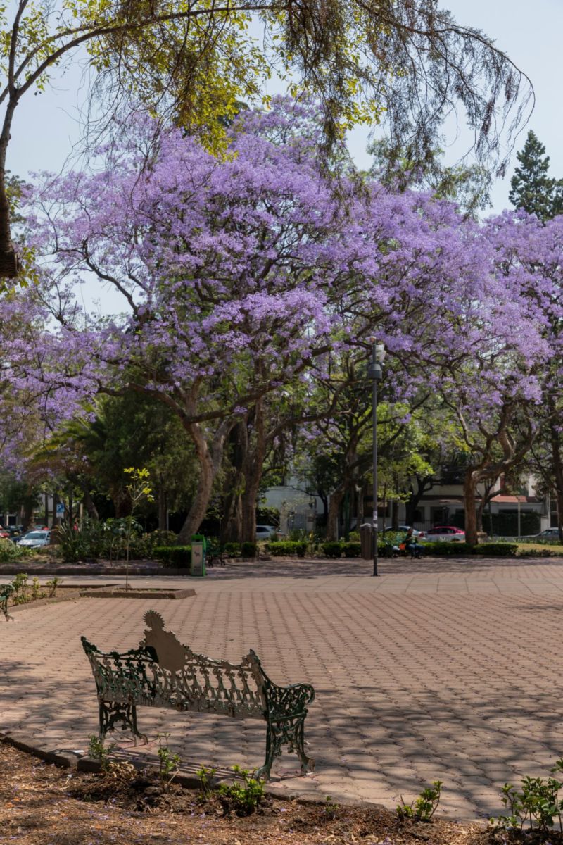 jacarandas en el parque américa de polanco
