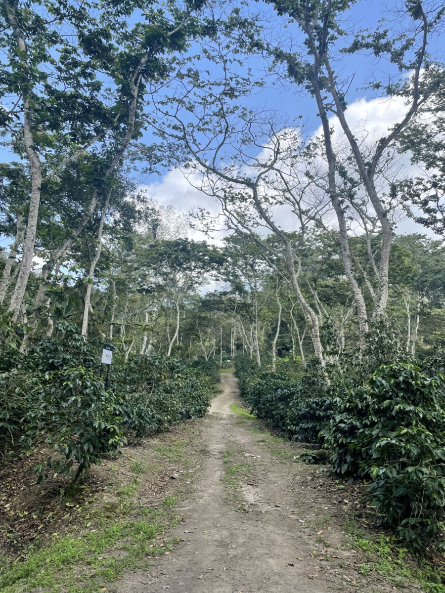 Finca Fátima en Coatepec