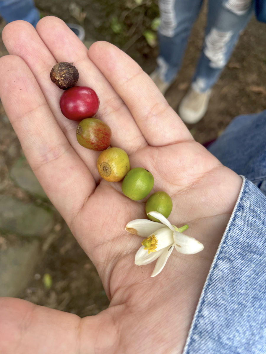 Procesos de la semilla del Café 