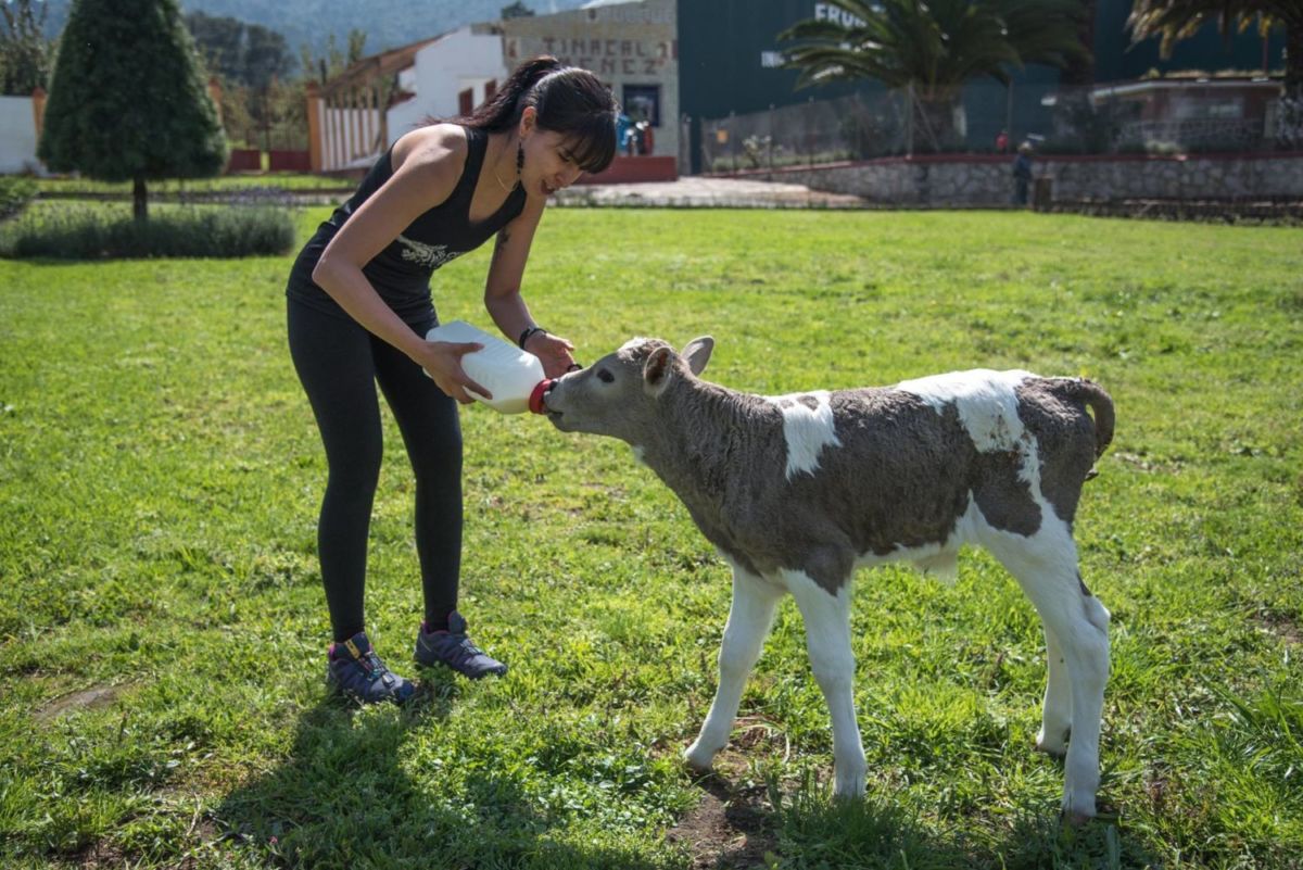 Convive con los animalitos del Rancho La Mesa