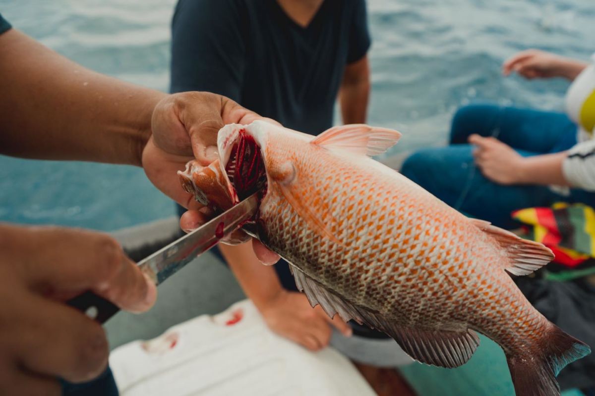 Técnica de pesca sangrado a bordo de la lancha