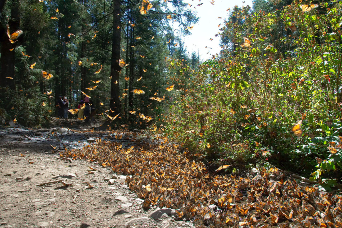 Increíble espectáculo de la mariposa monarca en Michoacán