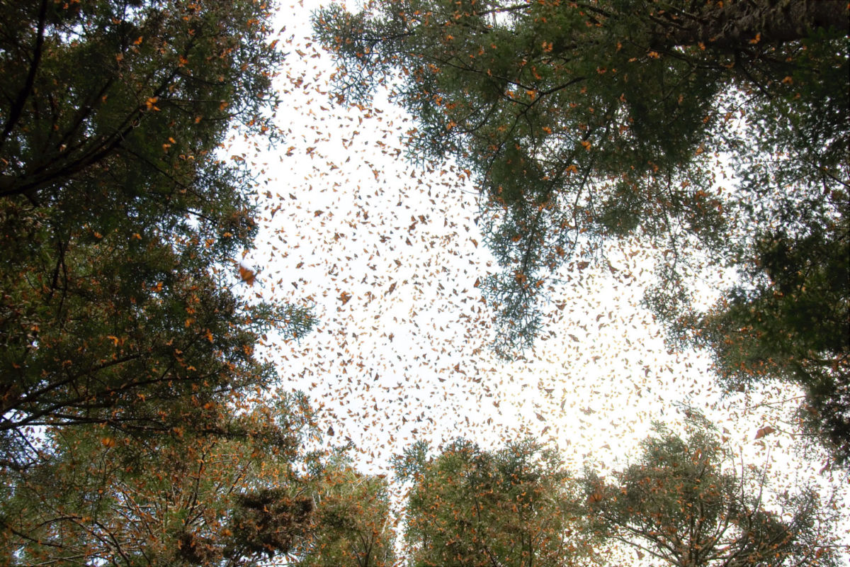 Millones de viajeras pintan el cielo de colores