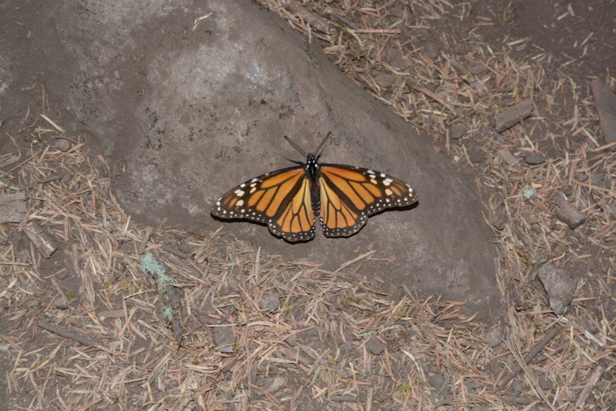 Mariposa monarca en Michoacán