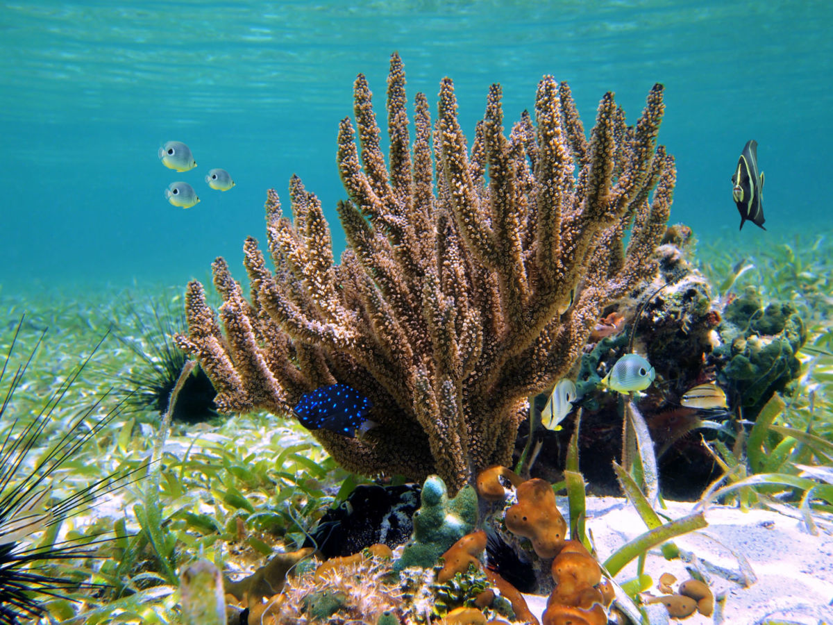 El Parque Nacional Arrecife Alacranes es un área natural protegida 