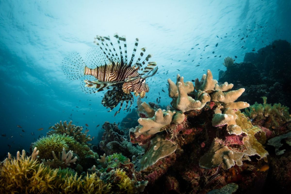 Arrecife Alacranes es el hogar del pez león 