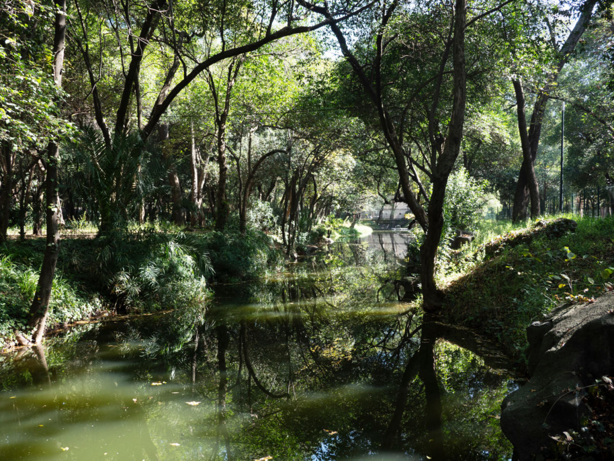 el jardín botánico de chapultepec tiene más de 300 especíes