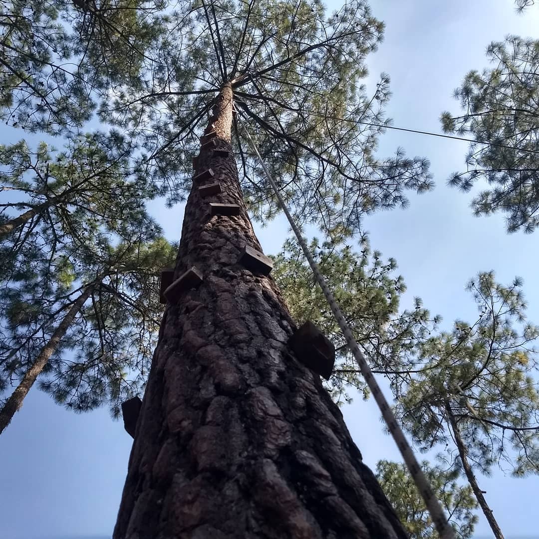 Árboles para escalar en Cascadas Tulimán 