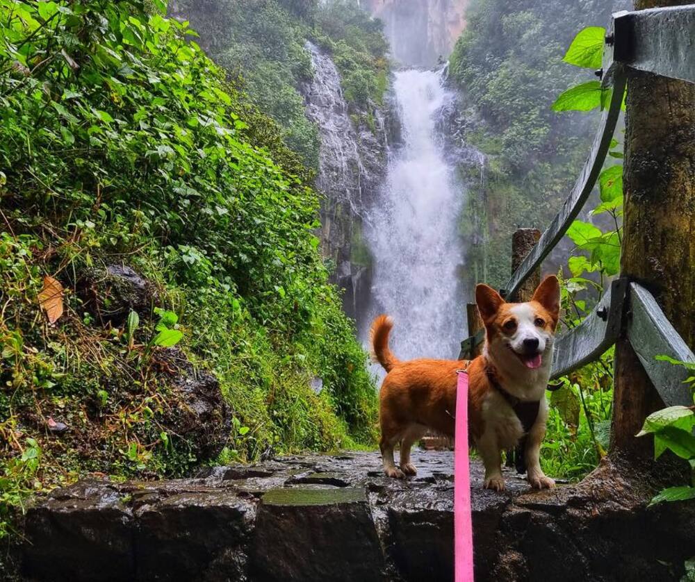 Cascadas Tulimán es Pet friendly 