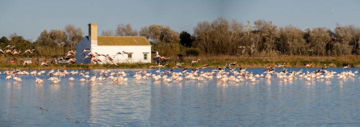 Arrozales en el Lago Albufera, en Valencia