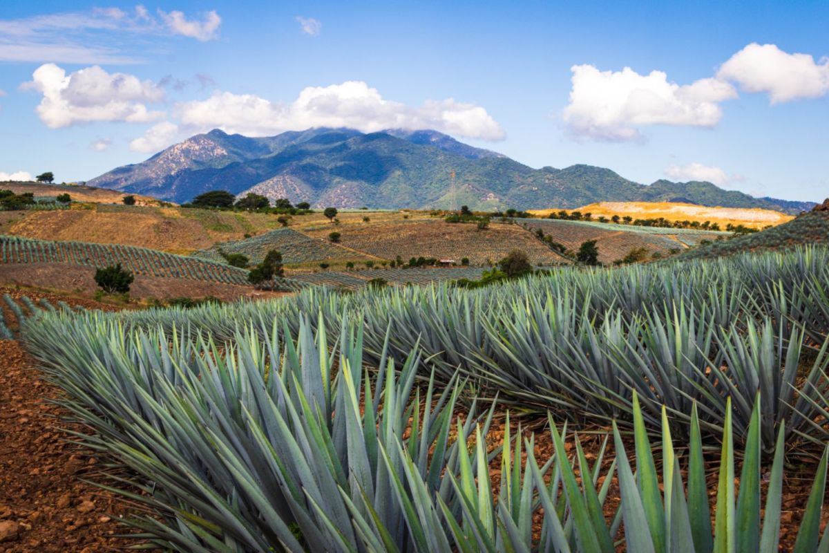 Tequila en Jalisco es un destino imperdible en México
