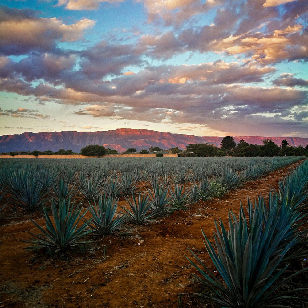 campos de agave