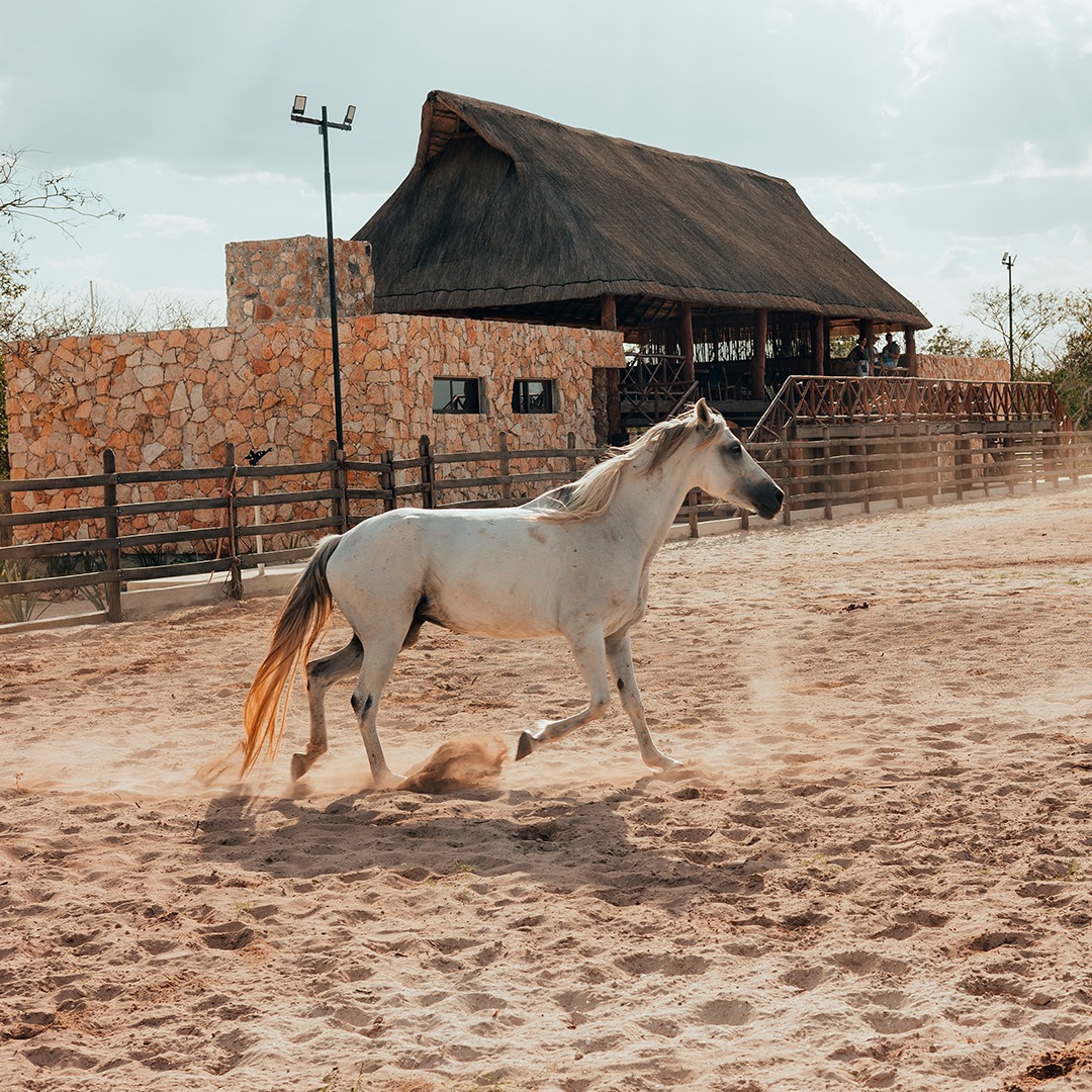 club ecuestre en Yucatán 