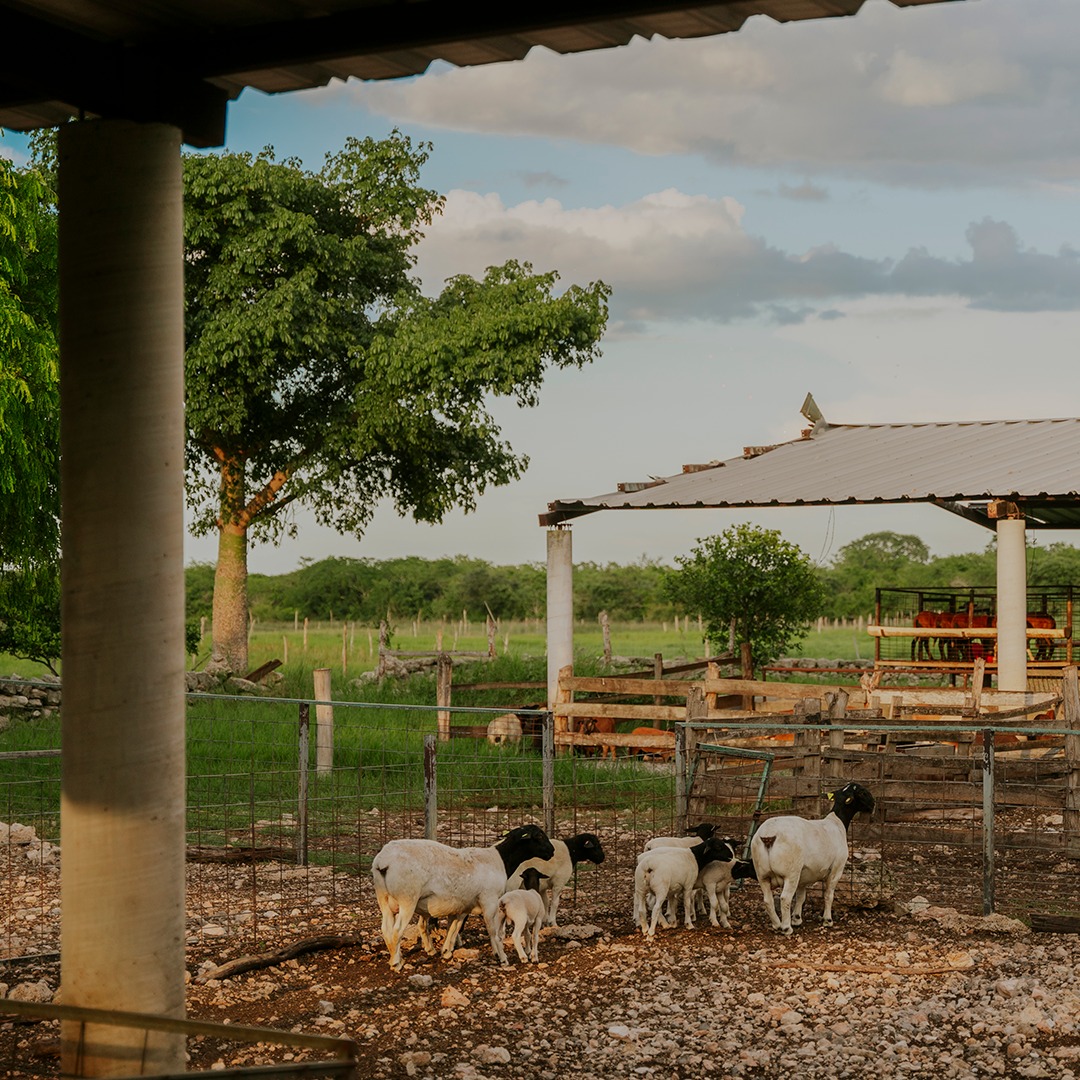 La Hacienda Zamná se ubica a 24 minutos de Mérida 
