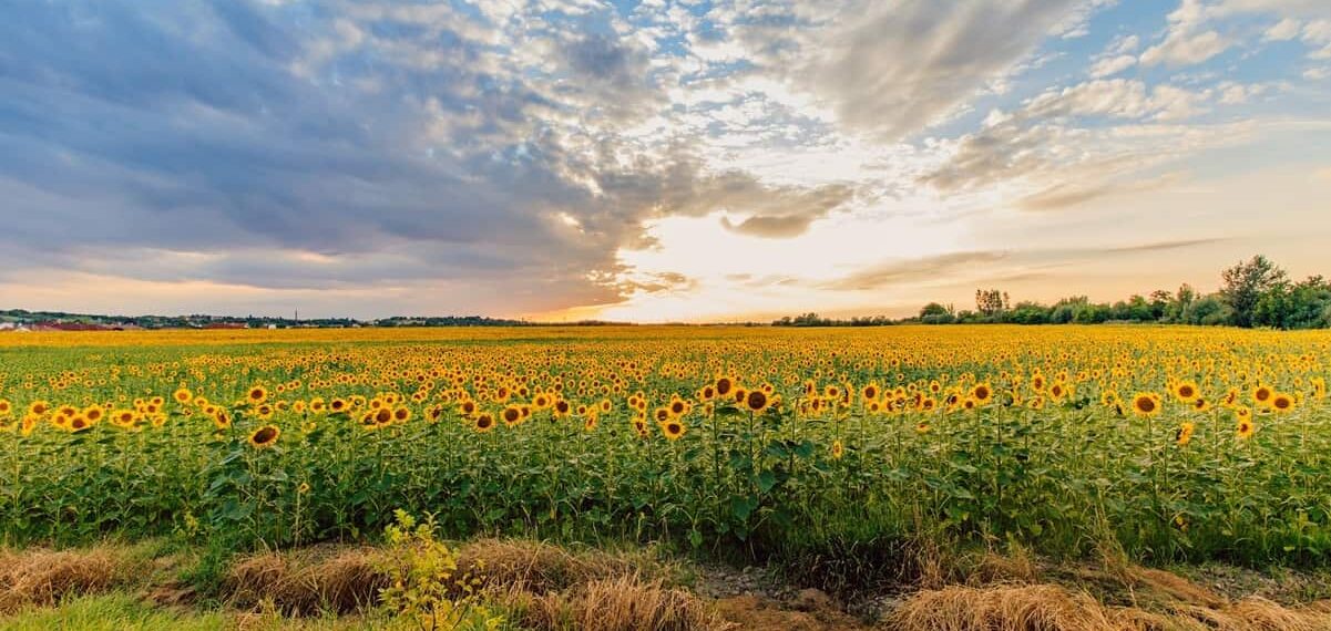 Santuario de los Girasoles en Balancán 