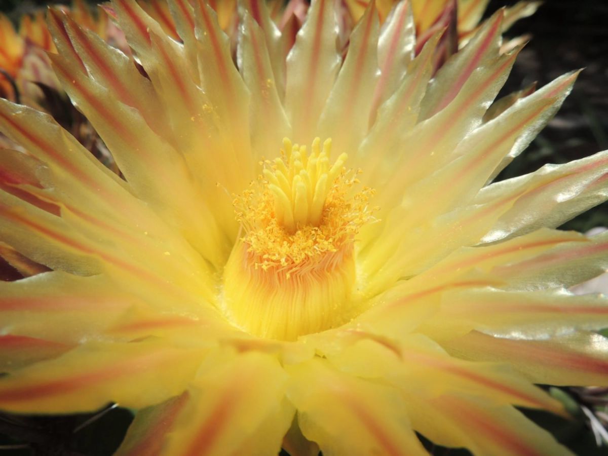 Más de mil especies de plantas de otras partes del mundo