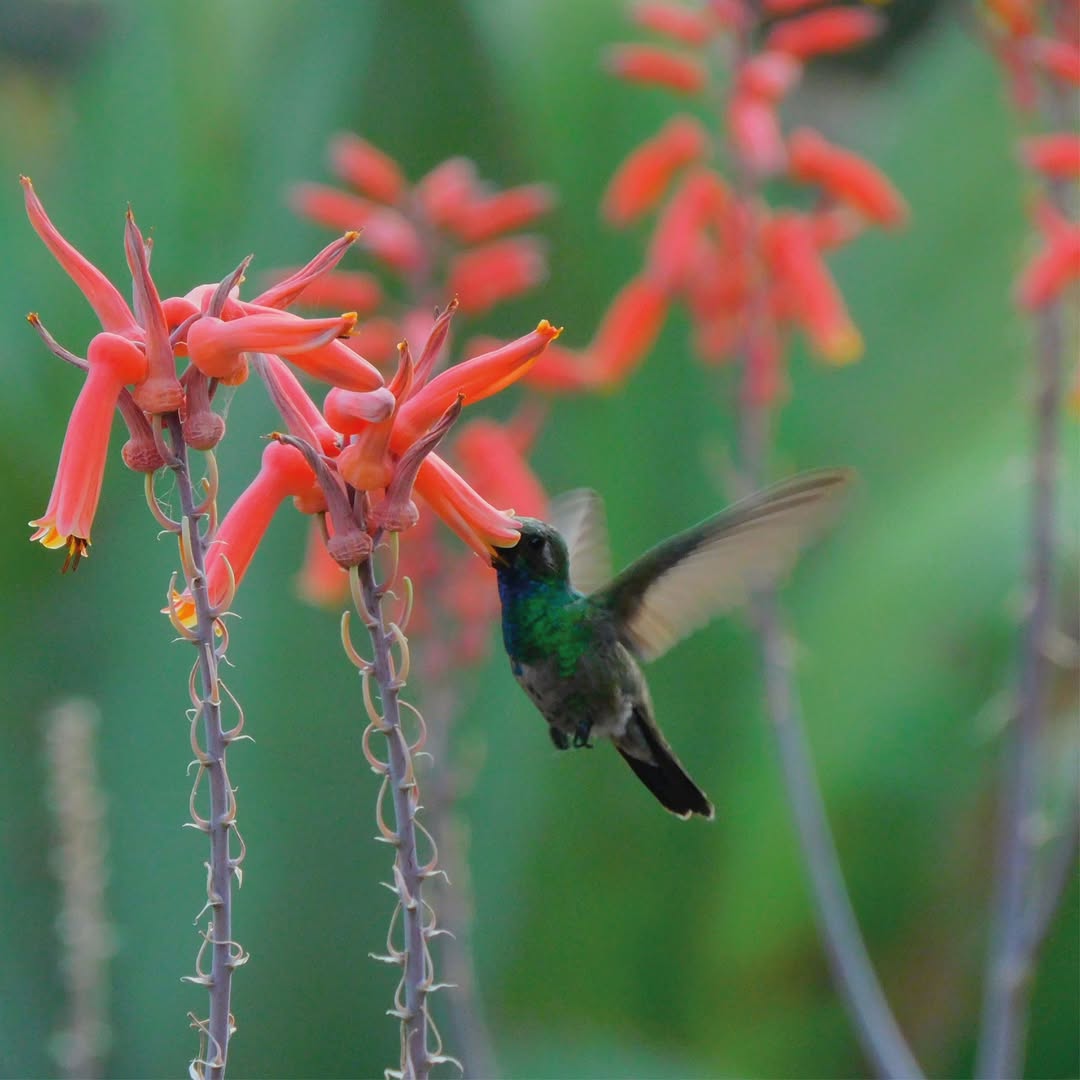 Un refugio de belleza natural en Culiacán 