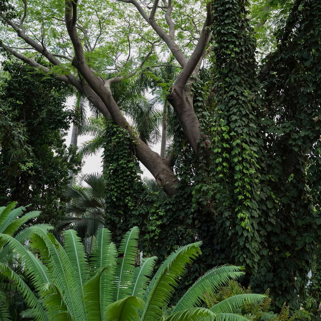 Jardín Botánico Culiacán 