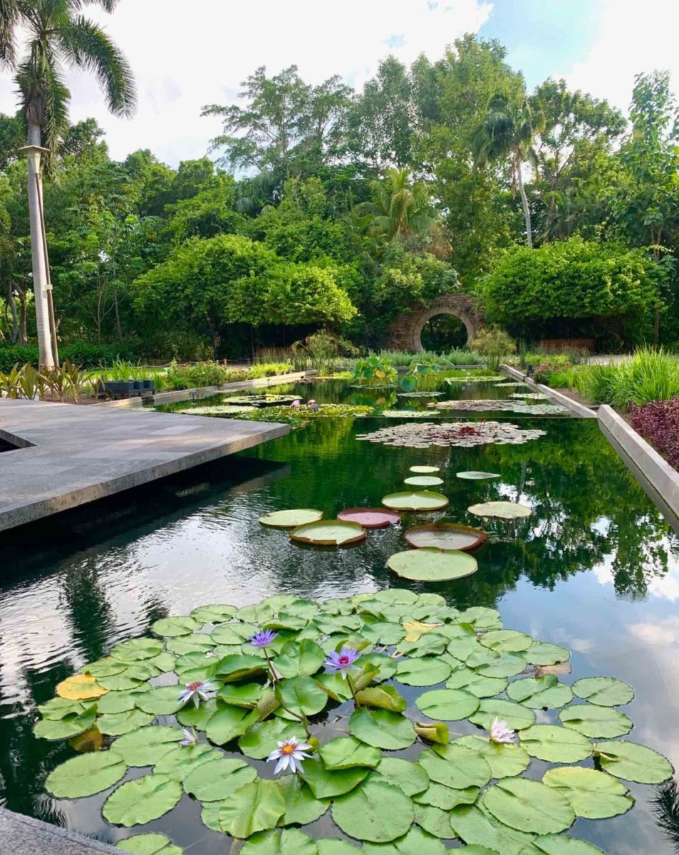 Plantas acuáticas en el Jardín Botánico Culiacán 