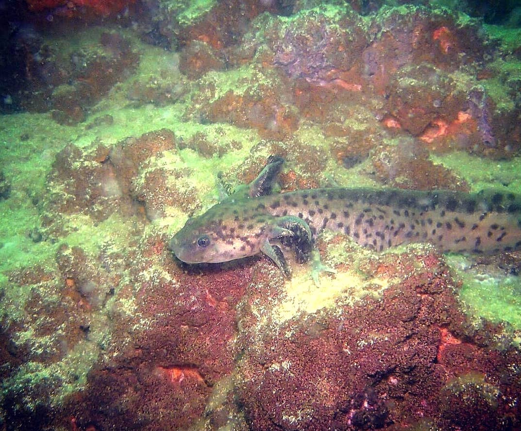 Ajolote de agua salada en la Laguna de Alchichica