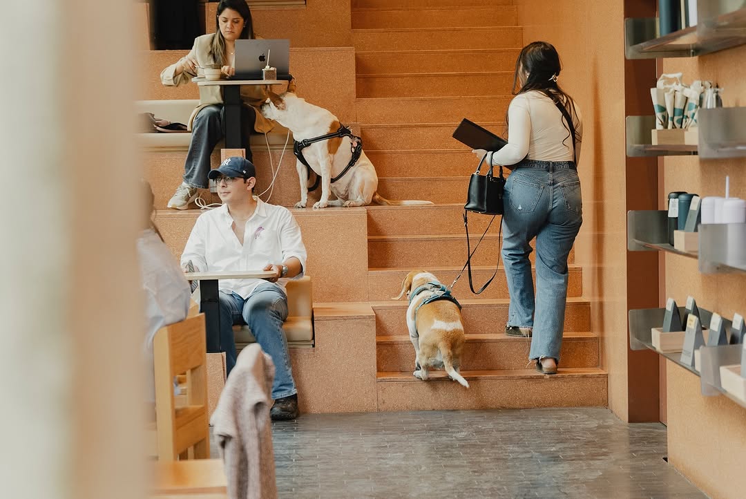 Espacio para trabajar en Polanco pet-friendly.