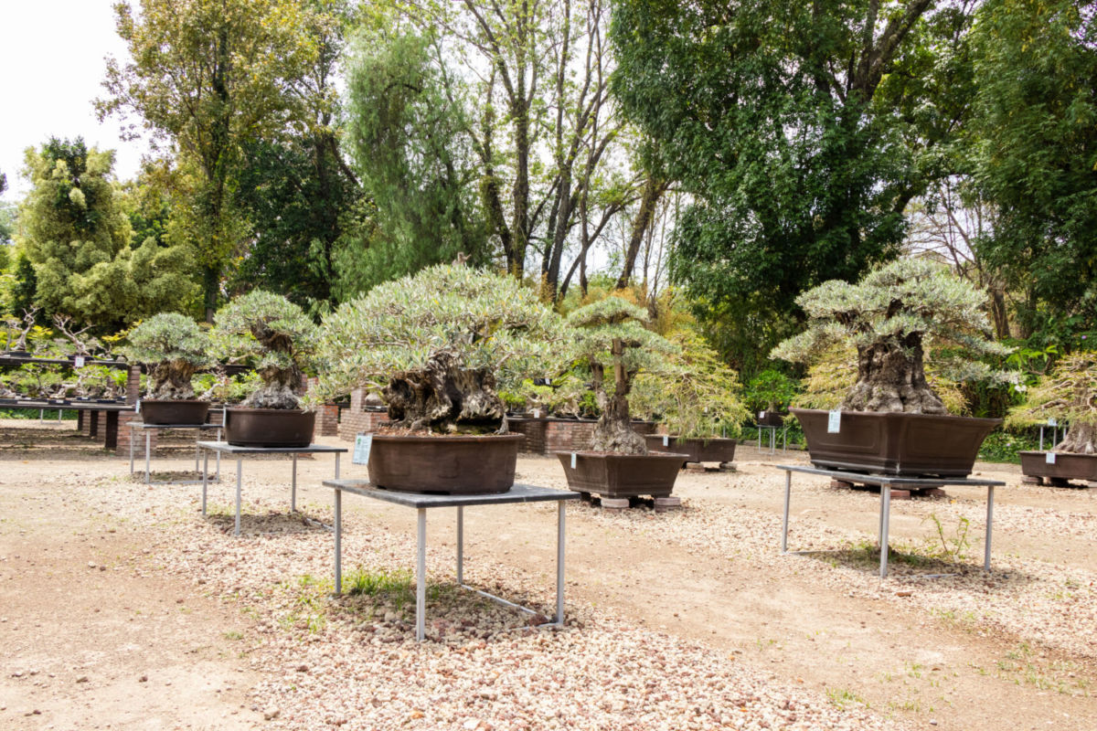 Museo de Arte Bonsái ‘John Naka’