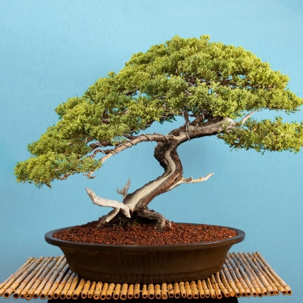 Museo del Bonsái en México