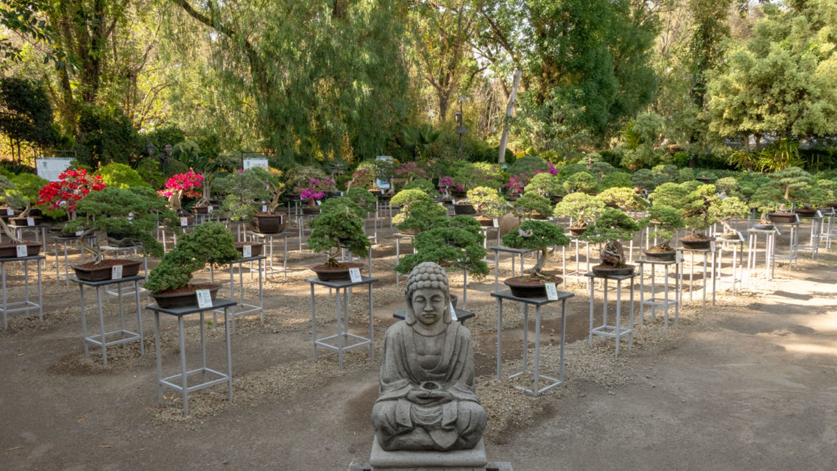 Museo de Arte Bonsái en Puebla