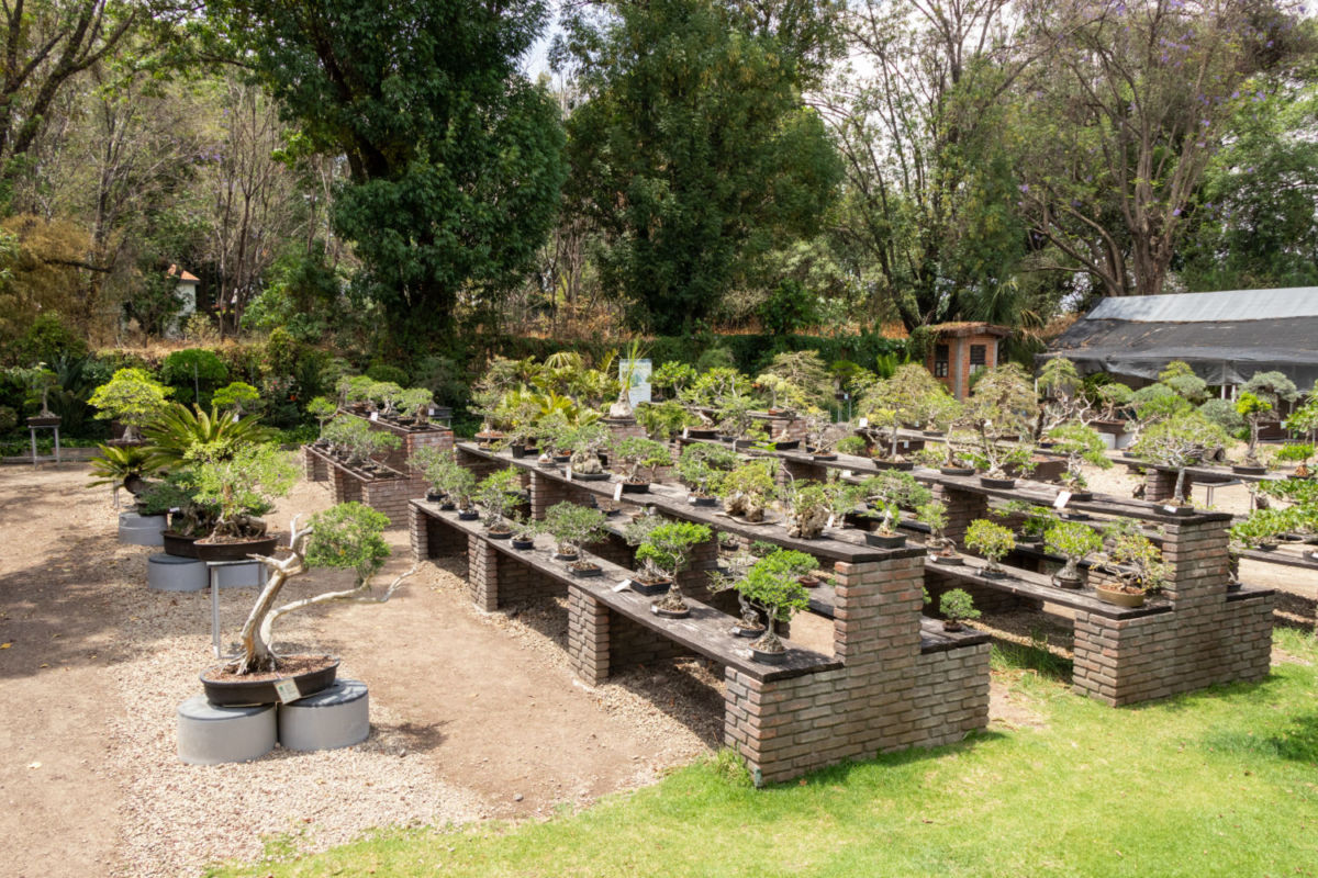 Museo de Arte Bonsái ‘John Naka’