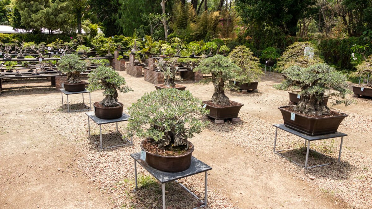 El arte del bonsái en México