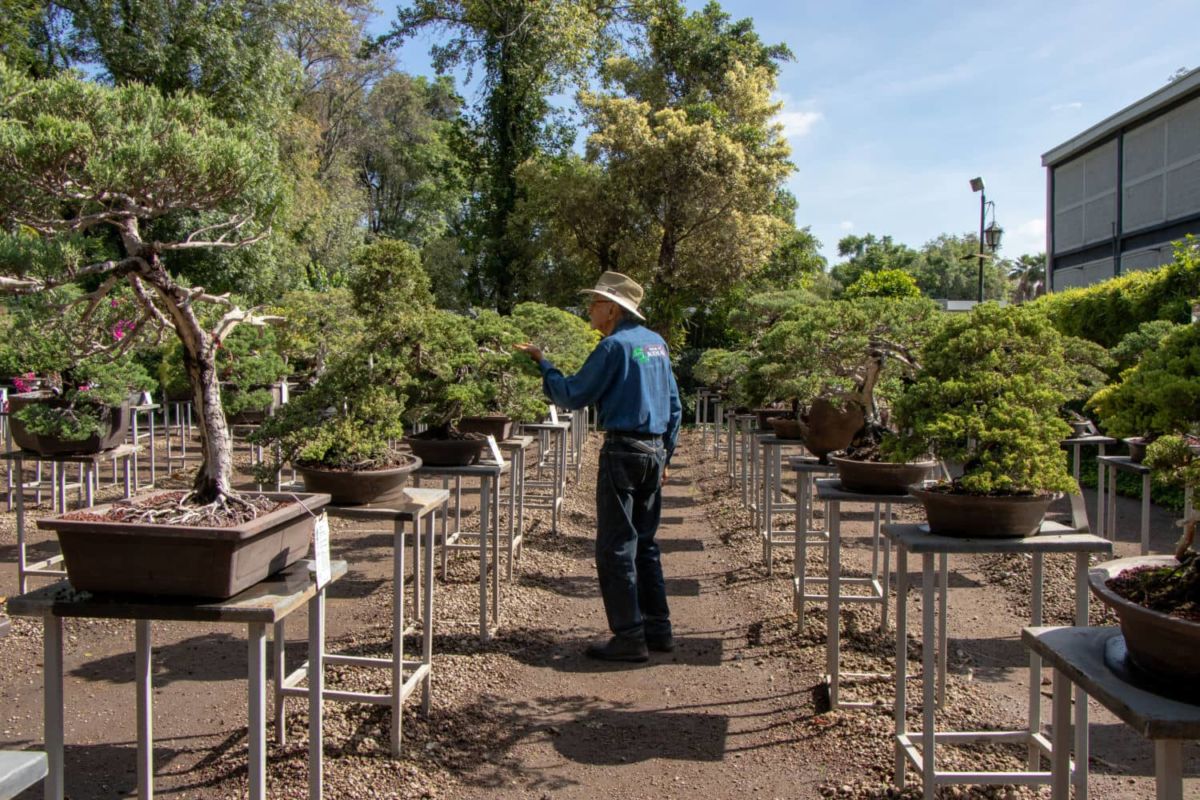 Necesitas conocer este museo de árboles en miniatura a dos horas de la CDMX